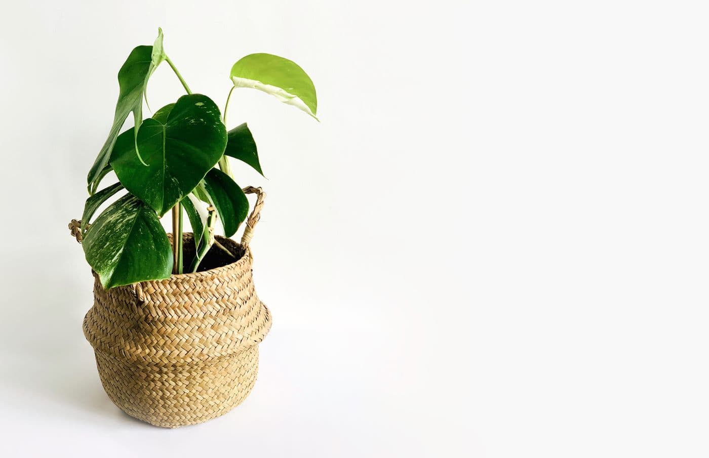 Seagrass Planter Basket, Set of Two
